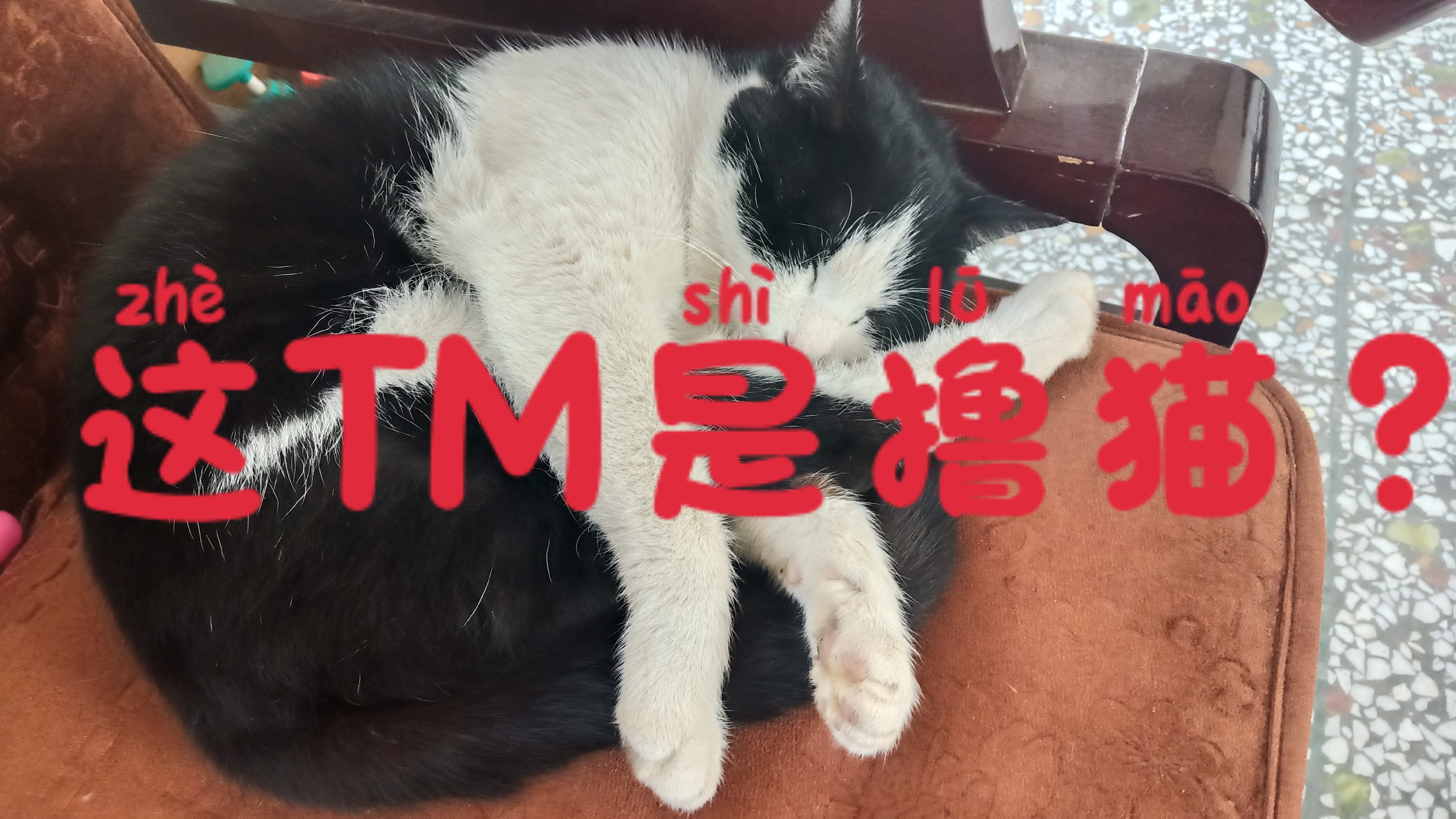 在家闲的没事撸撸猫!